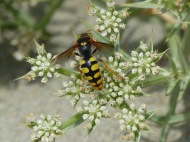 Eine Wildbiene auf einer weißen Blüte